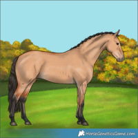 Horse Color:Unknown 