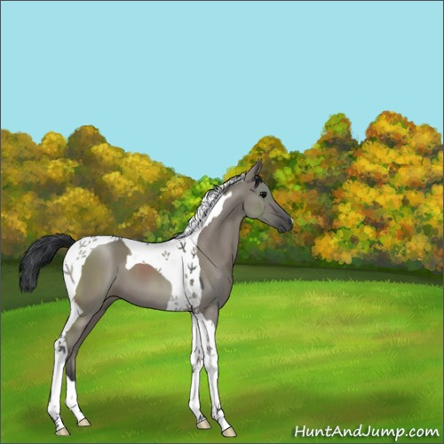 Horse Color:Grullo Tobiano 