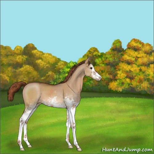 Horse Color:White Spotted Red Dun Sabino 