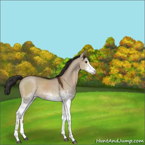 Horse Color:White Spotted Liver Red Dun 