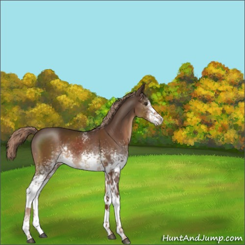 Horse Color:White Spotted Liver Chestnut 