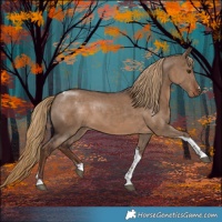 Horse Color:Liver Red Dun Tobiano 