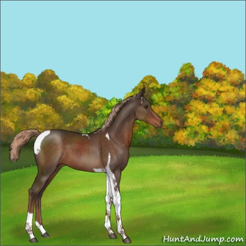 Horse Color:Liver Chestnut Tobiano 