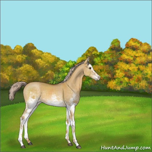 Horse Color:White Spotted Palomino Dun 