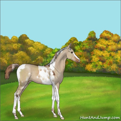 Horse Color:White Spotted Liver Red Dun Tobiano 