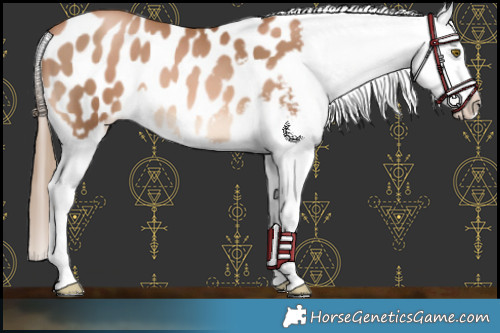 Horse Color:Liver Chestnut Pearl Appaloosa 