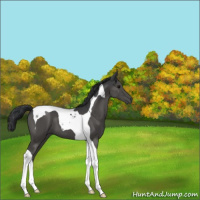 Horse Color:Black Tobiano 