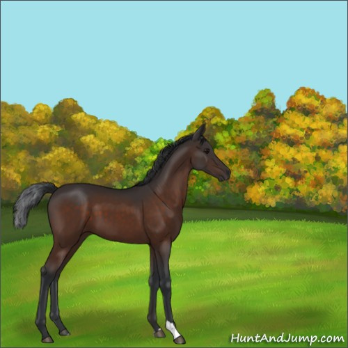 Horse Color:Brown 