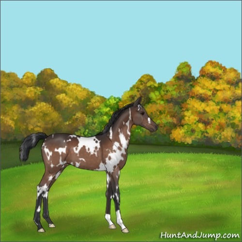 Horse Color:White Spotted Bay 