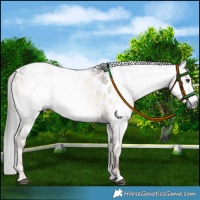 Horse Color:Gray White Spotted Liver Red Dun Onyx Appaloosa Brindle 