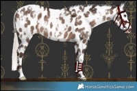 Horse Color:White Spotted Silver Brown Dun Leopard 