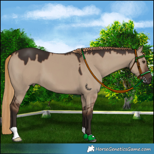 Horse Color:Liver Red Dun 