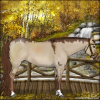 Horse Color:Liver Red Dun 