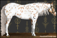Horse Color:White Spotted Chocolate Silver Brown Pearl Appaloosa 