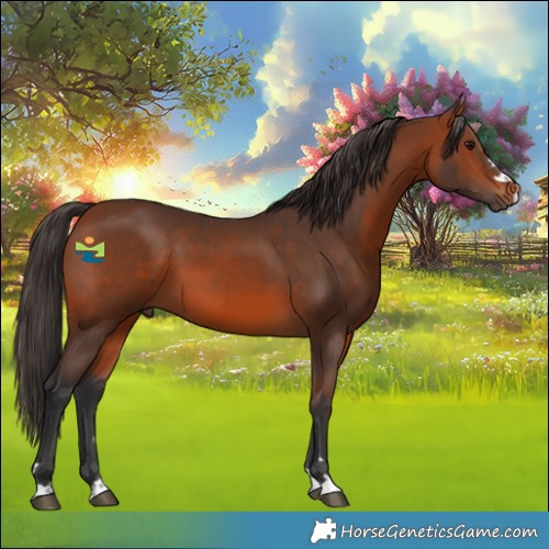 Horse Color:Bay 