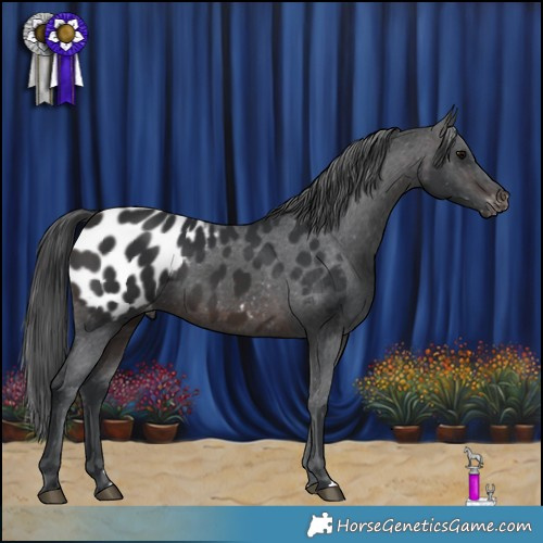 Horse Color:Brown Appaloosa 