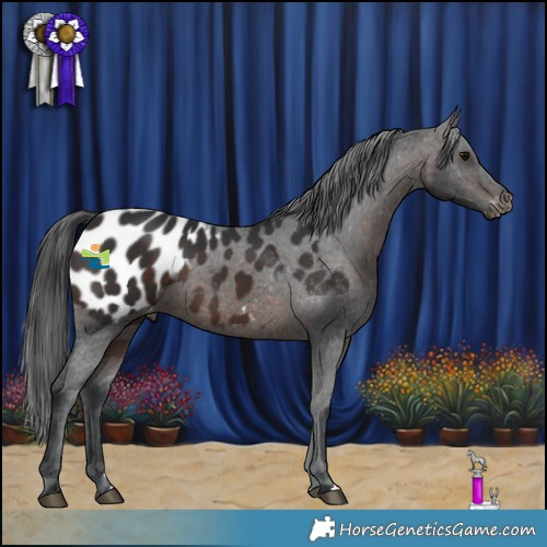 Horse Color:Brown Appaloosa 