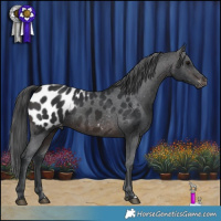 Horse Color:Brown Appaloosa 