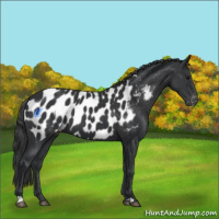 Horse Color:Black Appaloosa 