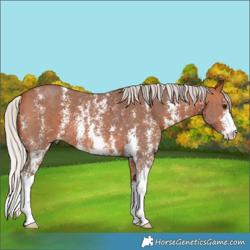 Horse Color:Silver Bay Sabino 