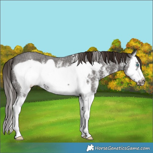 Horse Color:Liver Chestnut Sabino Splash Frame 