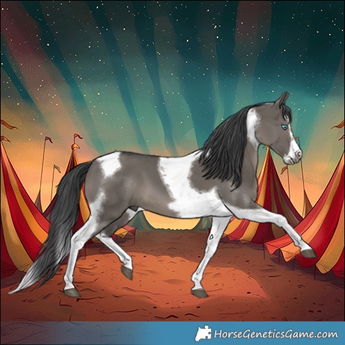 Horse Color:Grullo Splash Tobiano Frame 