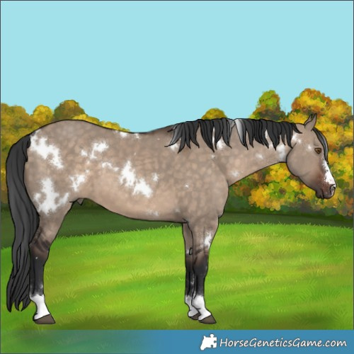 Horse Color:White Spotted Brown Dun 
