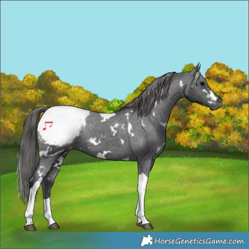 Horse Color:White Spotted Black Tobiano Appaloosa Rabicano 