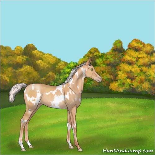 Horse Color:White Spotted Silver Amber Champagne Rabicano 