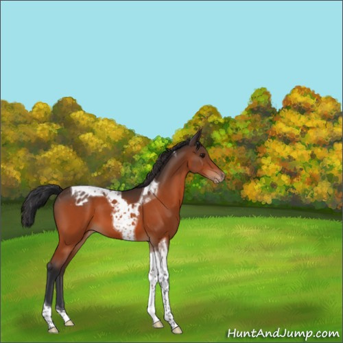 Horse Color:Bay Tobiano Appaloosa 