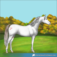 Horse Color:Brown Tobiano Varnish Rabicano 