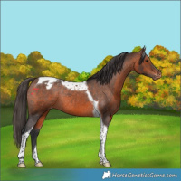 Horse Color:Brown Tobiano Appaloosa Rabicano