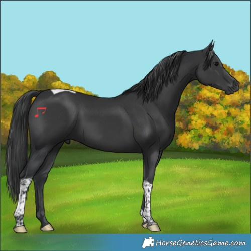 Horse Color:Black Tobiano 