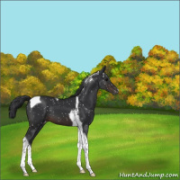 Horse Color:Brown Tobiano Snowflake Varnish 
