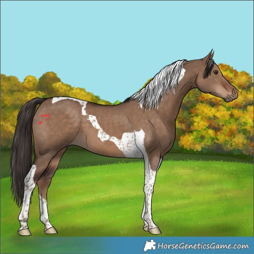 Horse Color:Liver Red Dun Tobiano 