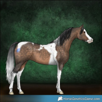Horse Color:Brown Dun Splash Tobiano