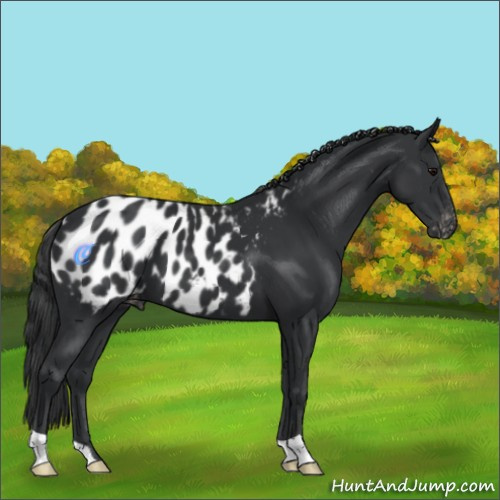 Horse Color:Black Appaloosa 