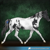 Horse Color:White Spotted Black Tobiano 