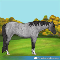 Horse Color:Smoky Blue Roan
