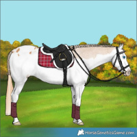 Horse Color:Chestnut Splash Appaloosa 