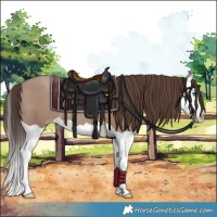 Horse Color:Classic Champagne Splash