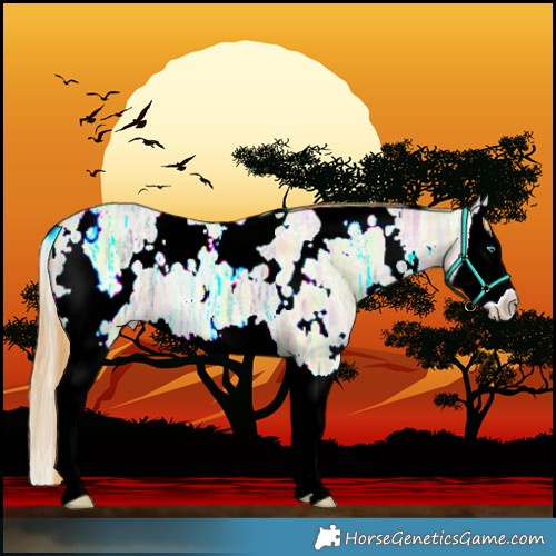 Horse Color:White Spotted Smoky Grullo Ice Pearl Splash 