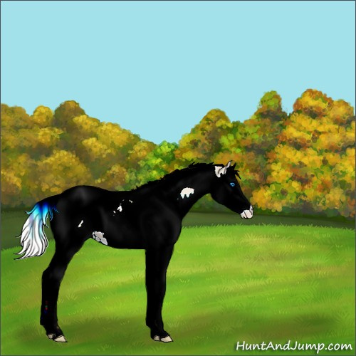 Horse Color:White Spotted Silver Perlino Dun Splash Tobiano Appaloosa 