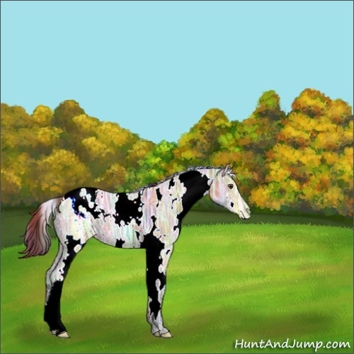 Horse Color:Nacre White Spotted Buckskin Ice Dun Appaloosa 