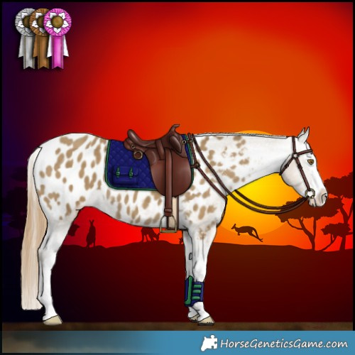 Horse Color:Classic Cream Champagne Splash Appaloosa 