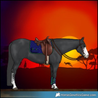 Horse Color:Black Sabino 