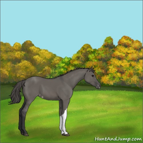 Horse Color:Grullo Appaloosa 