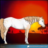 Horse Color:Buckskin Pearl Frame Appaloosa Rabicano 