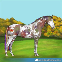 Horse Color:Painted Nacre Silver Black Splash Tobiano Rabicano 