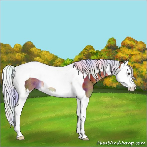 Horse Color:Nacre Chocolate Silver Brown Splash Tobiano Rabicano 
